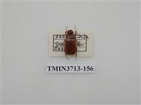 藏品(金龜子科)的圖片